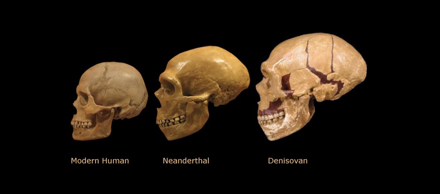 A comparison of a Neanderthal, a Denisovan, and a contemporary human’s skulls.